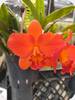 Rlc. Shin Fong Orange